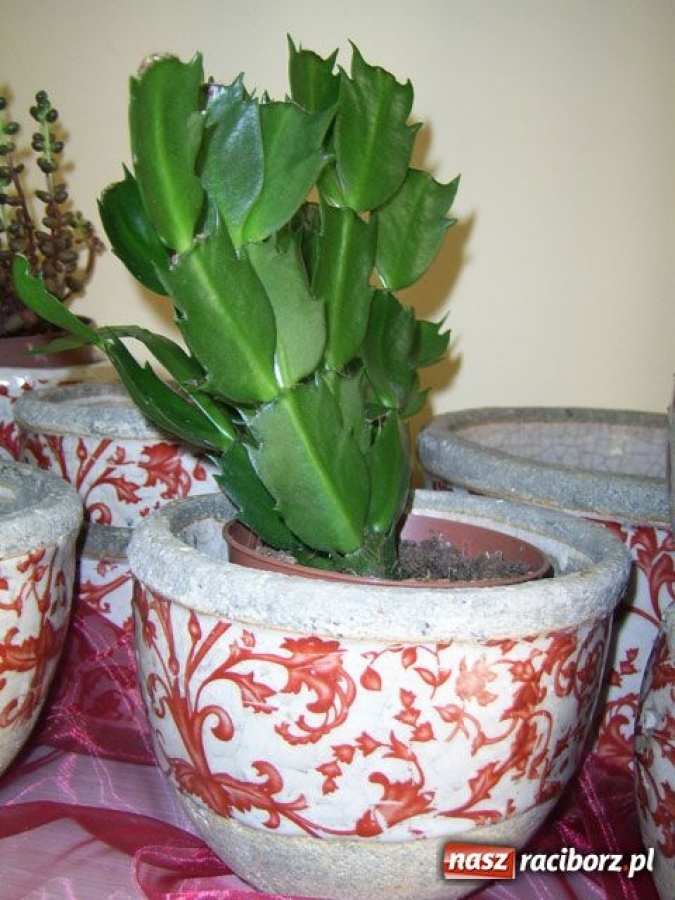 Zdjęcie w galerii na portalu naszraciborz.pl: Kwiaciarki, to już marzec! wiadomości z regionu