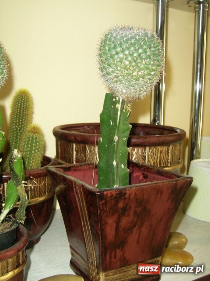 Zdjęcie w galerii na portalu naszraciborz.pl: Kwiaciarki, to już marzec! wiadomości z regionu