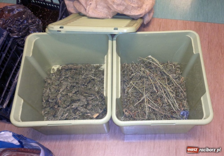 Zdjęcie w galerii na portalu naszraciborz.pl: Raciborzanin miał ponad 2 kg marihuany wiadomości z regionu