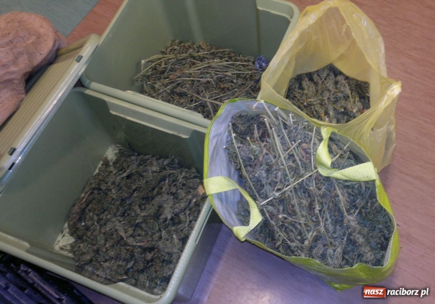 Zdjęcie w galerii na portalu naszraciborz.pl: Raciborzanin miał ponad 2 kg marihuany wiadomości z regionu