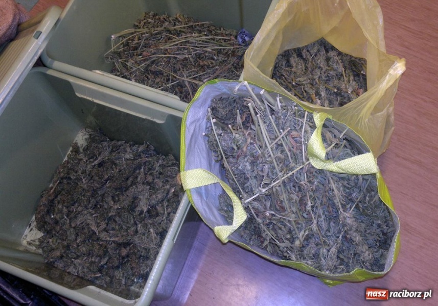 Zdjęcie w galerii na portalu naszraciborz.pl: Raciborzanin miał ponad 2 kg marihuany wiadomości z regionu
