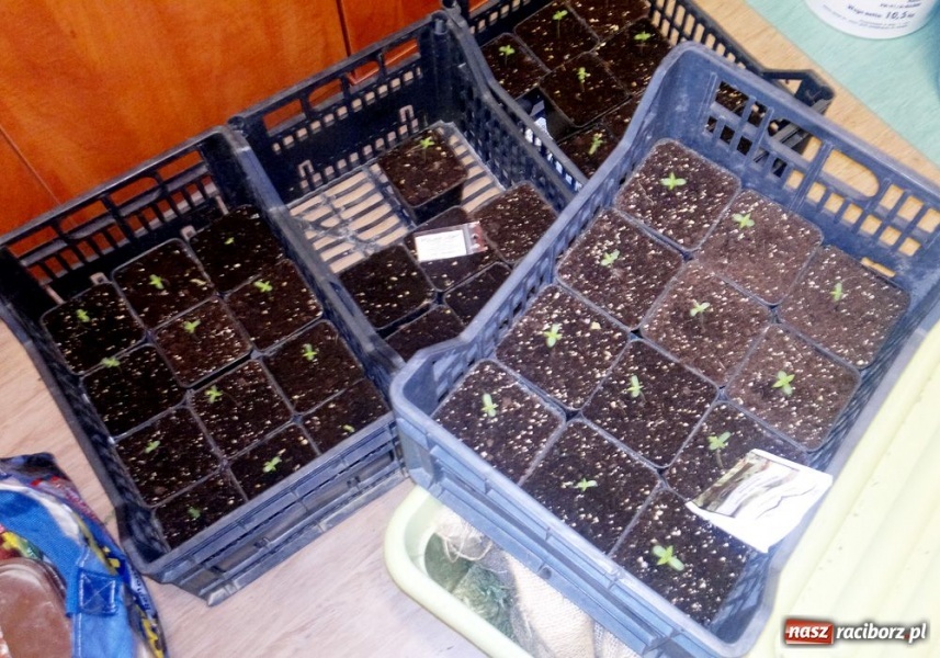 Zdjęcie w galerii na portalu naszraciborz.pl: Raciborzanin miał ponad 2 kg marihuany wiadomości z regionu