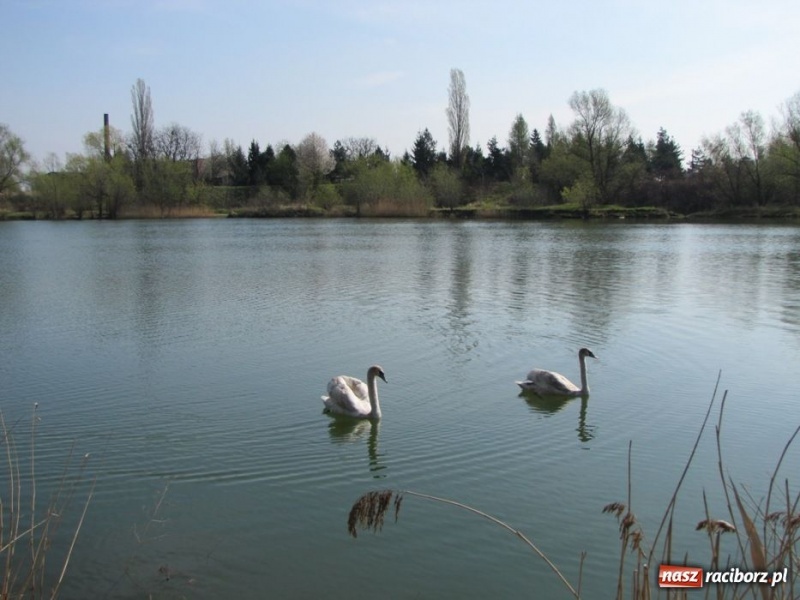 Zdjęcie w galerii na portalu naszraciborz.pl: Żwirownia tonie w śmieciach wiadomości z regionu