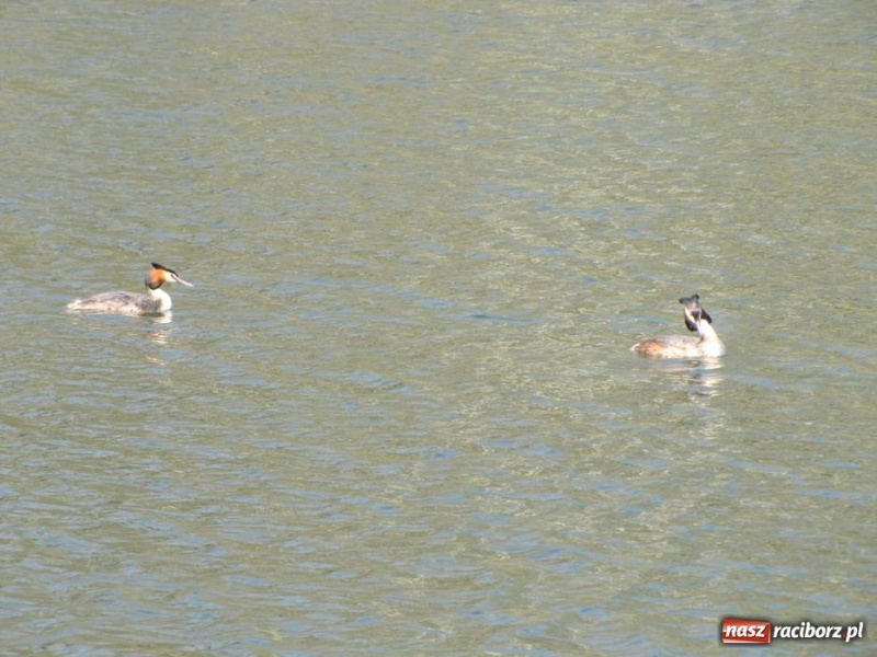 Zdjęcie w galerii na portalu naszraciborz.pl: Żwirownia tonie w śmieciach wiadomości z regionu