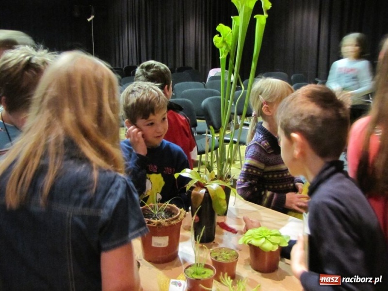 Zdjęcie w galerii na portalu naszraciborz.pl: Tych roślin lepiej nie wąchać wiadomości z regionu
