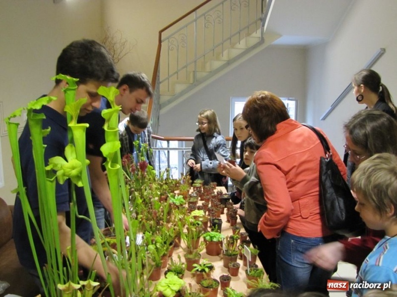Zdjęcie w galerii na portalu naszraciborz.pl: Tych roślin lepiej nie wąchać wiadomości z regionu