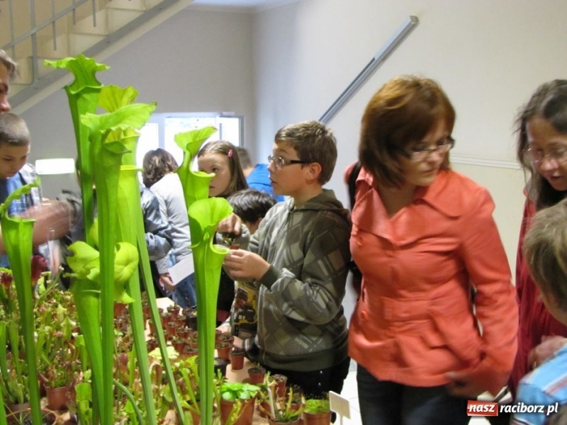 Zdjęcie w galerii na portalu naszraciborz.pl: Tych roślin lepiej nie wąchać wiadomości z regionu