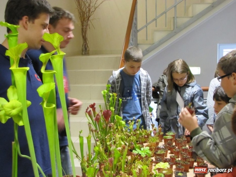 Zdjęcie w galerii na portalu naszraciborz.pl: Tych roślin lepiej nie wąchać wiadomości z regionu