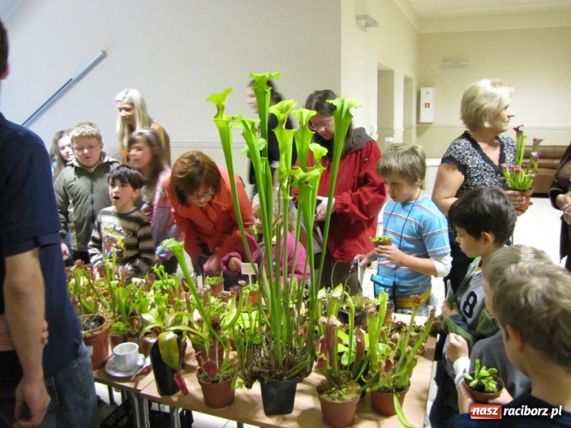 Zdjęcie w galerii na portalu naszraciborz.pl: Tych roślin lepiej nie wąchać wiadomości z regionu