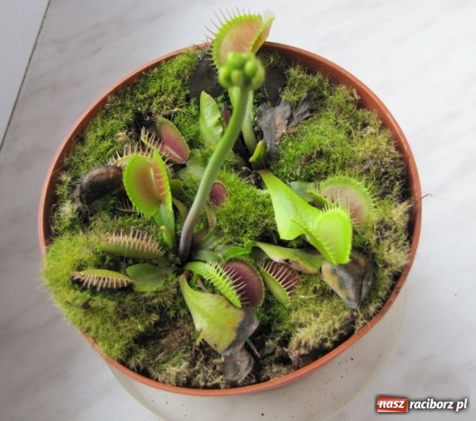 Zdjęcie w galerii na portalu naszraciborz.pl: Tych roślin lepiej nie wąchać wiadomości z regionu