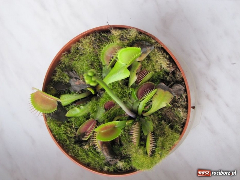 Zdjęcie w galerii na portalu naszraciborz.pl: Tych roślin lepiej nie wąchać wiadomości z regionu