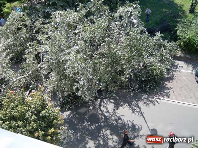 Zdjęcie w galerii na portalu naszraciborz.pl: Topola runęła na samochody wiadomości z regionu