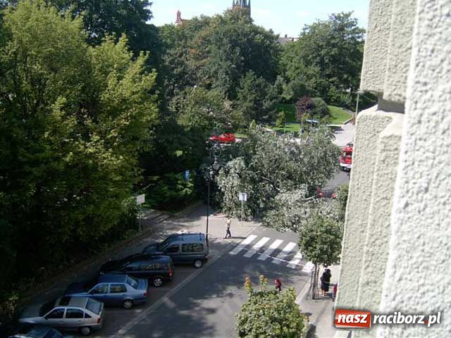 Zdjęcie w galerii na portalu naszraciborz.pl: Topola runęła na samochody wiadomości z regionu