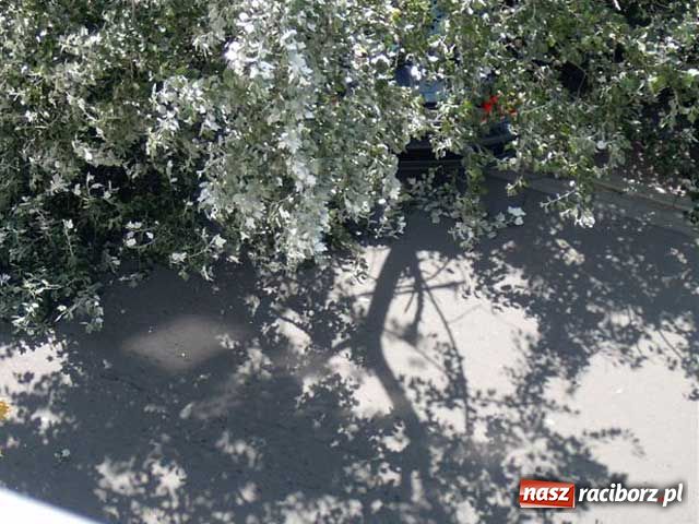 Zdjęcie w galerii na portalu naszraciborz.pl: Topola runęła na samochody wiadomości z regionu