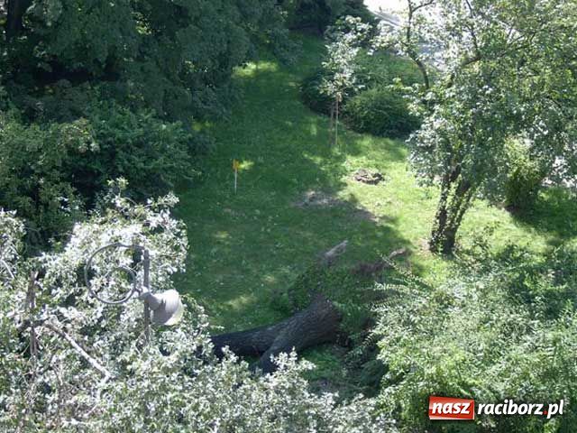 Zdjęcie w galerii na portalu naszraciborz.pl: Topola runęła na samochody wiadomości z regionu