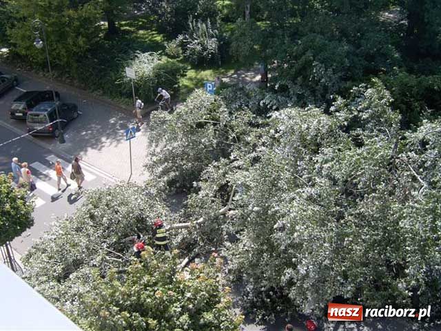 Zdjęcie w galerii na portalu naszraciborz.pl: Topola runęła na samochody wiadomości z regionu