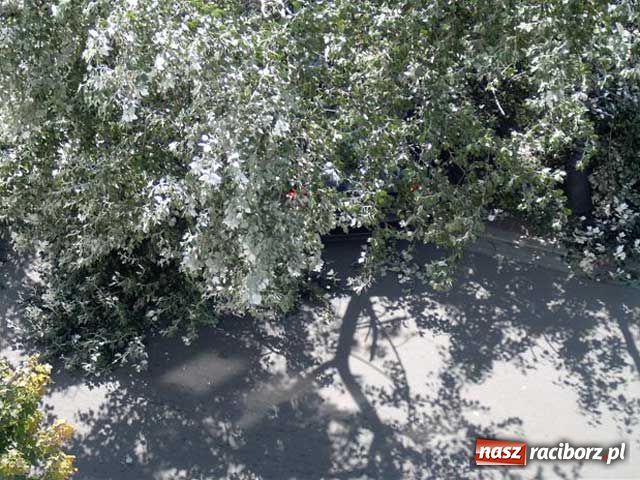 Zdjęcie w galerii na portalu naszraciborz.pl: Topola runęła na samochody wiadomości z regionu