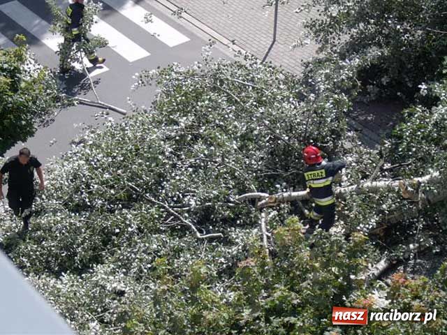 Zdjęcie w galerii na portalu naszraciborz.pl: Topola runęła na samochody wiadomości z regionu