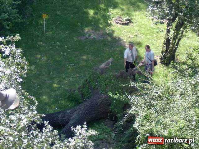 Zdjęcie w galerii na portalu naszraciborz.pl: Topola runęła na samochody wiadomości z regionu