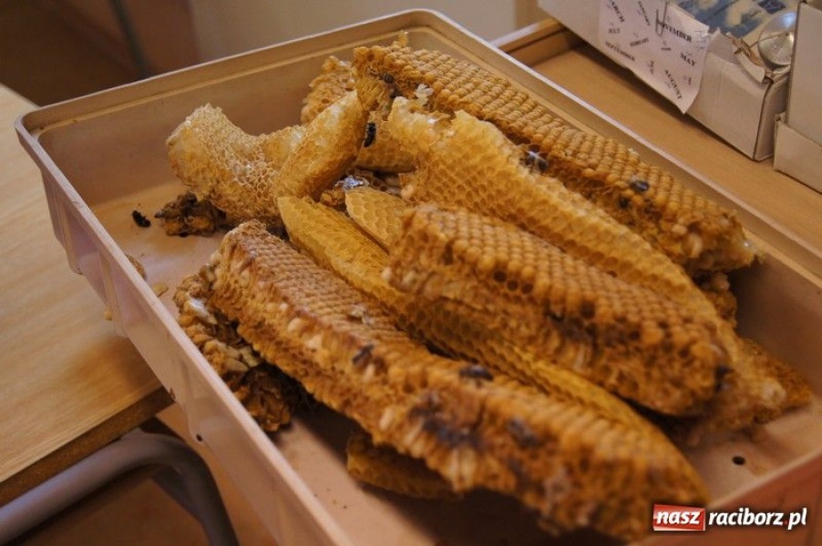 Zdjęcie w galerii na portalu naszraciborz.pl: Spotkanie w czeskiej pasiece wiadomości z regionu