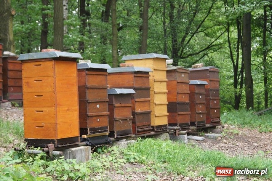 Zdjęcie w galerii na portalu naszraciborz.pl: Spotkanie w czeskiej pasiece wiadomości z regionu