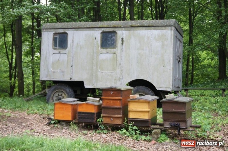 Zdjęcie w galerii na portalu naszraciborz.pl: Spotkanie w czeskiej pasiece wiadomości z regionu
