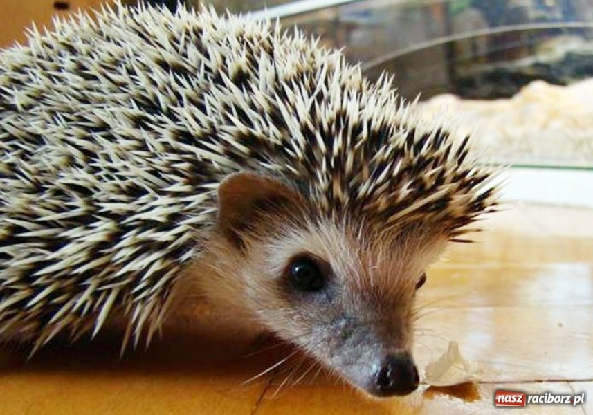 Zdjęcie w galerii na portalu naszraciborz.pl: Komunia z jeżem w kieszeni  wiadomości z regionu