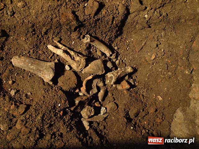 Zdjęcie w galerii na portalu naszraciborz.pl: Sensacyjne odkrycie podziemi na zamku wiadomości z regionu