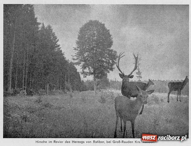 Zdjęcie w galerii na portalu naszraciborz.pl: Archiwum Der Ratiborer część 2 wiadomości z regionu