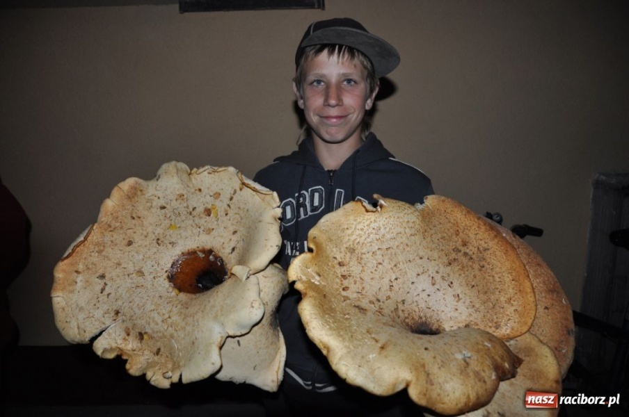 Zdjęcie w galerii na portalu naszraciborz.pl: Grzyby giganty znalezione na Ocicach wiadomości z regionu