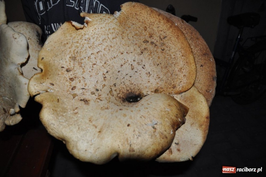 Zdjęcie w galerii na portalu naszraciborz.pl: Grzyby giganty znalezione na Ocicach wiadomości z regionu