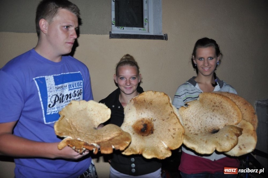 Zdjęcie w galerii na portalu naszraciborz.pl: Grzyby giganty znalezione na Ocicach wiadomości z regionu