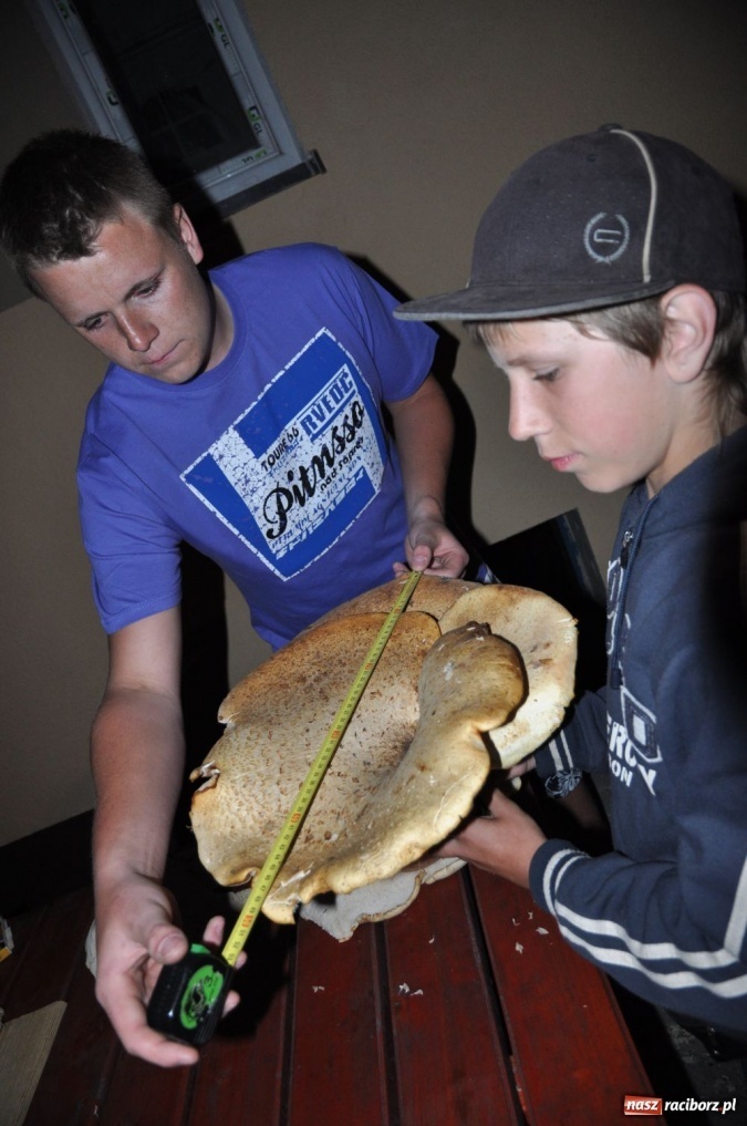 Zdjęcie w galerii na portalu naszraciborz.pl: Grzyby giganty znalezione na Ocicach wiadomości z regionu