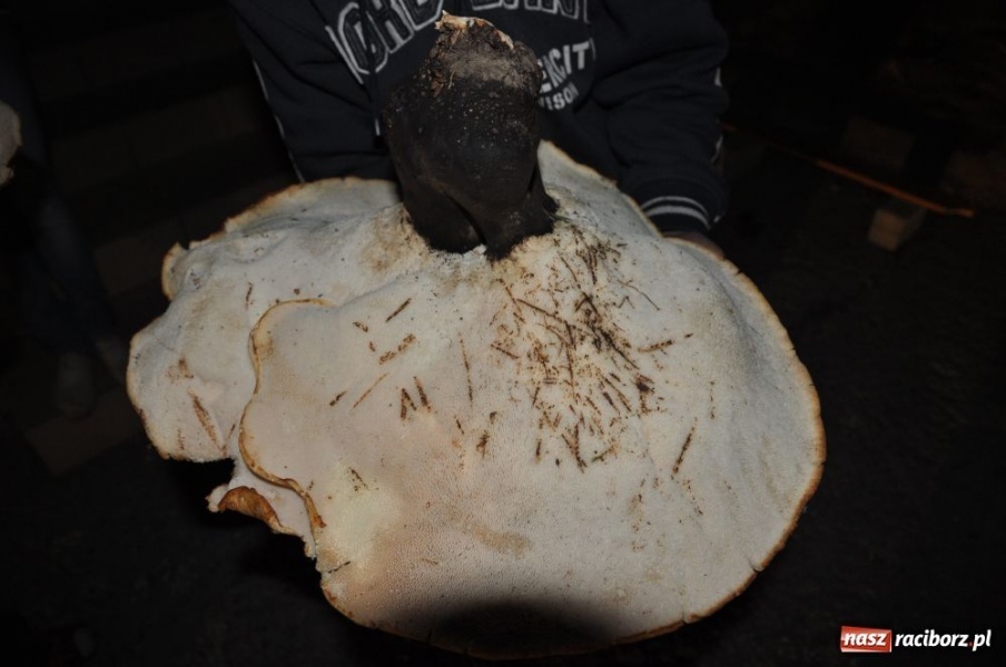 Zdjęcie w galerii na portalu naszraciborz.pl: Grzyby giganty znalezione na Ocicach wiadomości z regionu