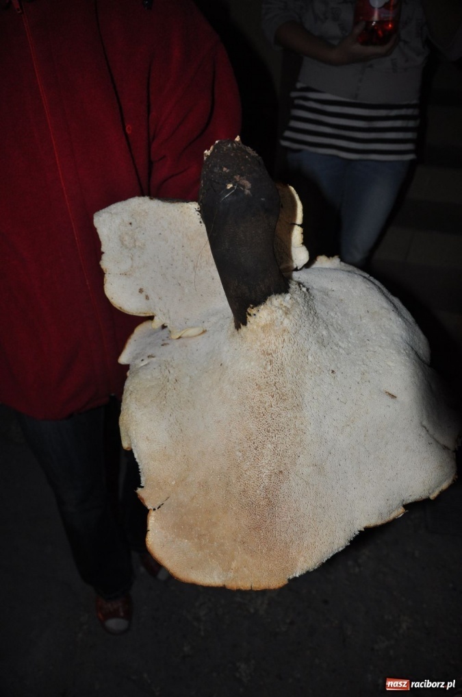 Zdjęcie w galerii na portalu naszraciborz.pl: Grzyby giganty znalezione na Ocicach wiadomości z regionu