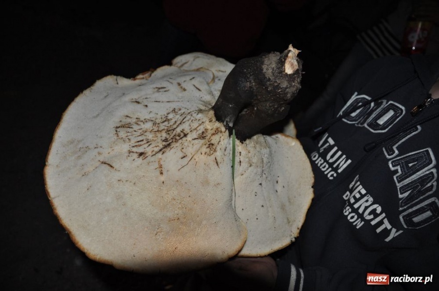 Zdjęcie w galerii na portalu naszraciborz.pl: Grzyby giganty znalezione na Ocicach wiadomości z regionu