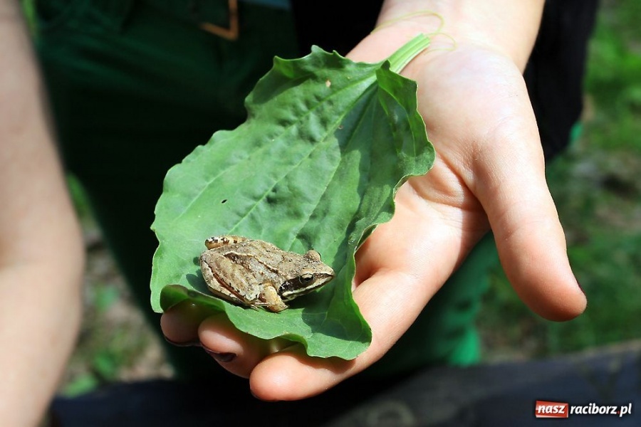 Zdjęcie w galerii na portalu naszraciborz.pl: Arboretum Bramy Morawskiej w obiektywie wiadomości z regionu
