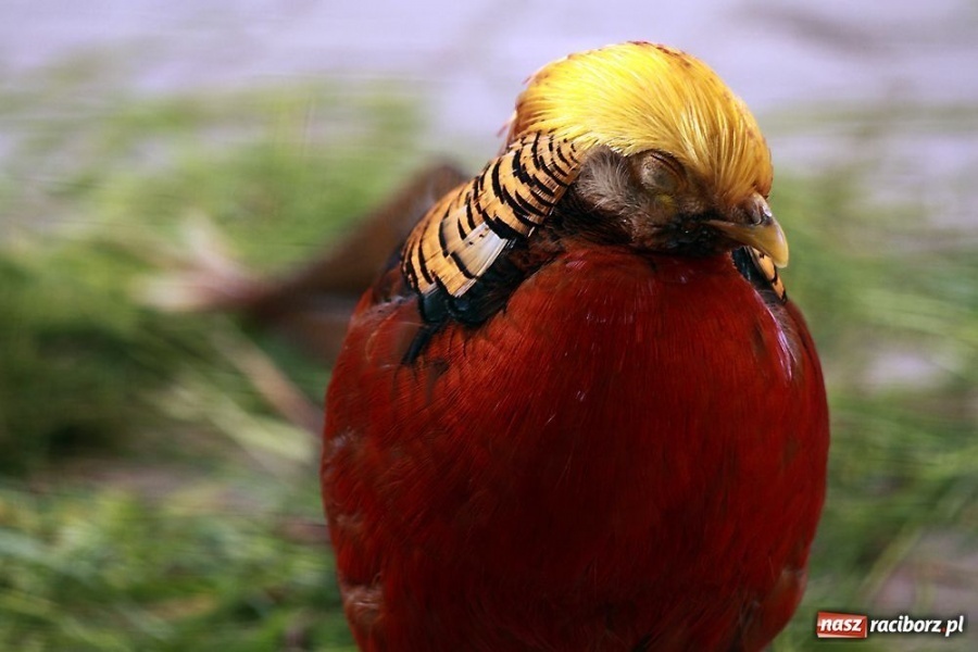 Zdjęcie w galerii na portalu naszraciborz.pl: Arboretum Bramy Morawskiej w obiektywie wiadomości z regionu