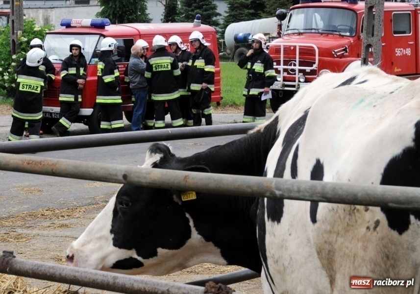 Zdjęcie w galerii na portalu naszraciborz.pl: Pożar magazynu w RSP Krzanowice wiadomości z regionu
