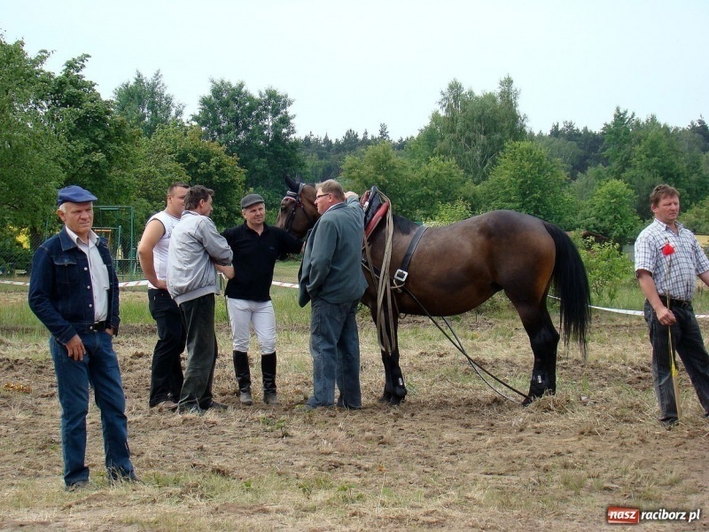 Zdjęcie w galerii na portalu naszraciborz.pl: Koń Leon uciągnął 1200 kg wiadomości z regionu