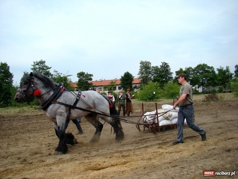 Zdjęcie w galerii na portalu naszraciborz.pl: Koń Leon uciągnął 1200 kg wiadomości z regionu