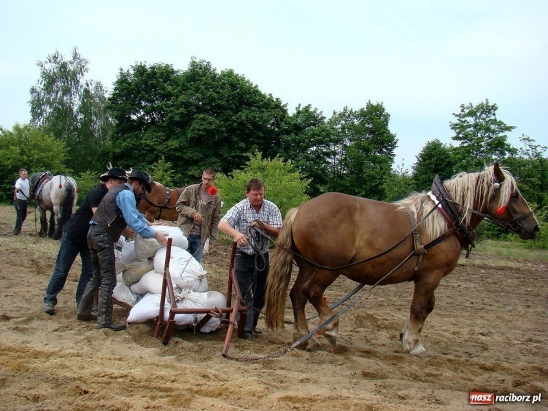 Zdjęcie w galerii na portalu naszraciborz.pl: Koń Leon uciągnął 1200 kg wiadomości z regionu