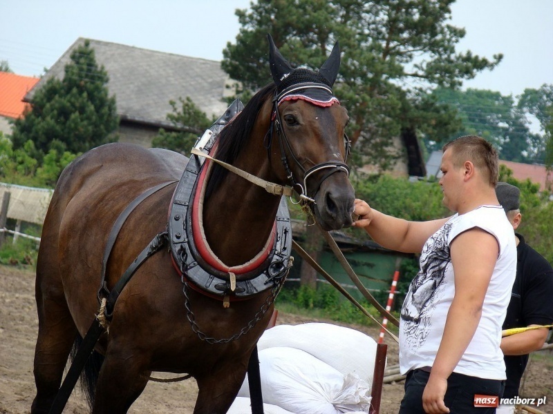 Zdjęcie w galerii na portalu naszraciborz.pl: Koń Leon uciągnął 1200 kg wiadomości z regionu