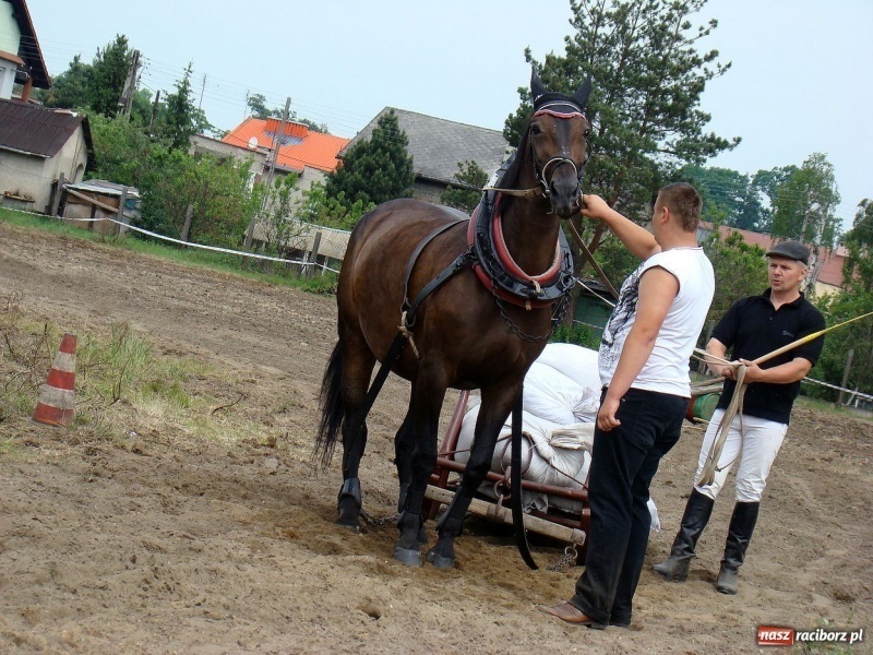 Zdjęcie w galerii na portalu naszraciborz.pl: Koń Leon uciągnął 1200 kg wiadomości z regionu