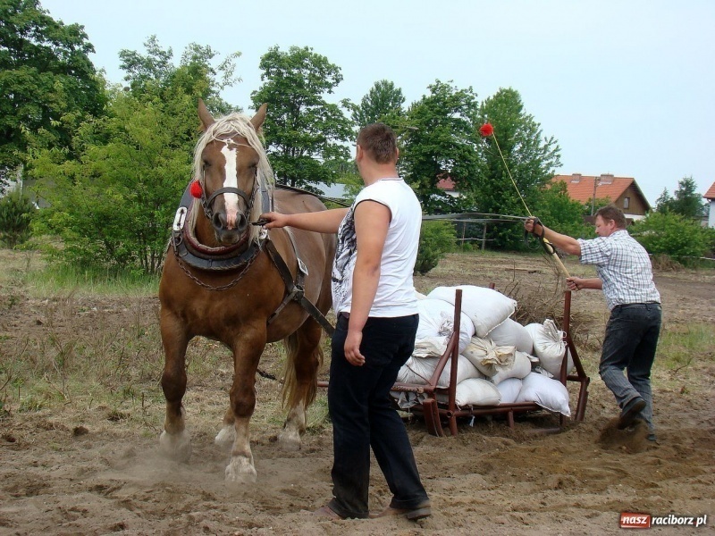 Zdjęcie w galerii na portalu naszraciborz.pl: Koń Leon uciągnął 1200 kg wiadomości z regionu