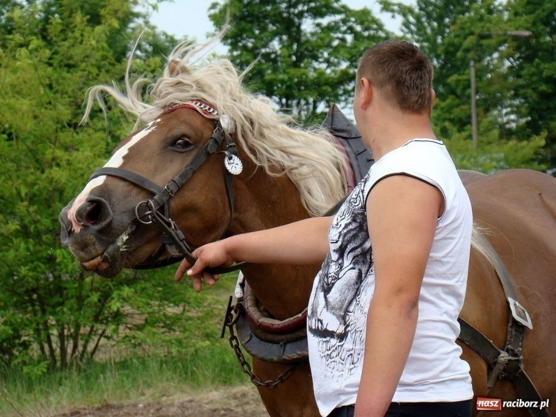 Zdjęcie w galerii na portalu naszraciborz.pl: Koń Leon uciągnął 1200 kg wiadomości z regionu