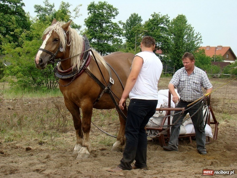 Zdjęcie w galerii na portalu naszraciborz.pl: Koń Leon uciągnął 1200 kg wiadomości z regionu