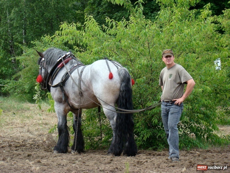 Zdjęcie w galerii na portalu naszraciborz.pl: Koń Leon uciągnął 1200 kg wiadomości z regionu