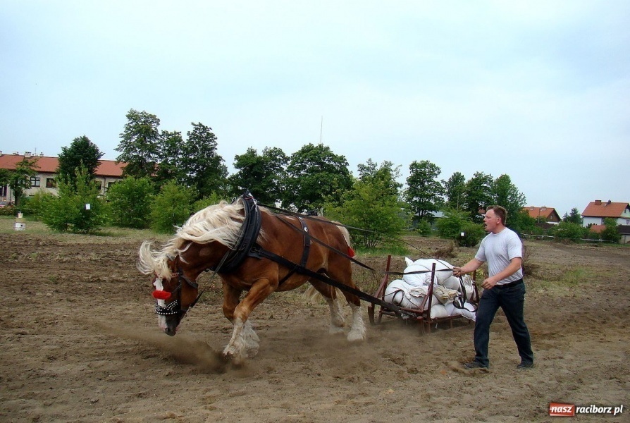 Zdjęcie w galerii na portalu naszraciborz.pl: Koń Leon uciągnął 1200 kg wiadomości z regionu