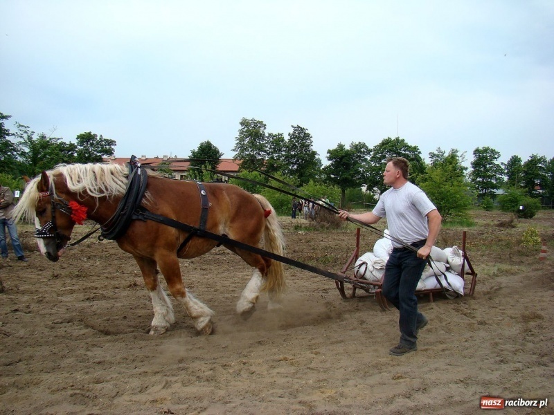 Zdjęcie w galerii na portalu naszraciborz.pl: Koń Leon uciągnął 1200 kg wiadomości z regionu